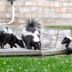 What Homeowners Need To Know About Skunks