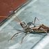 What To Know About Assassin Bugs