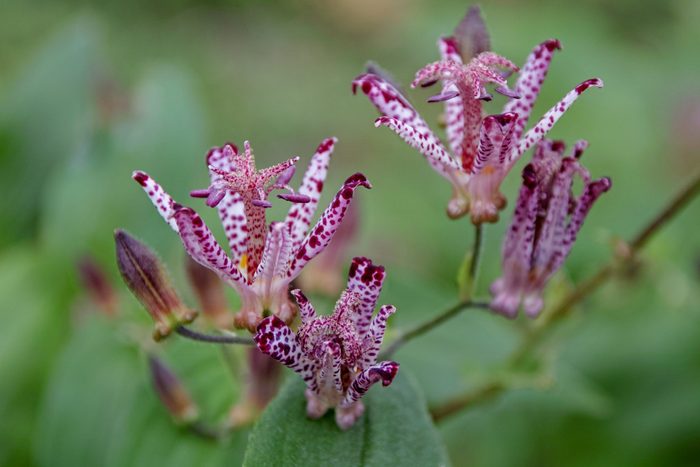 close up of pink purple flowering Tricyrtis hirta with greenery