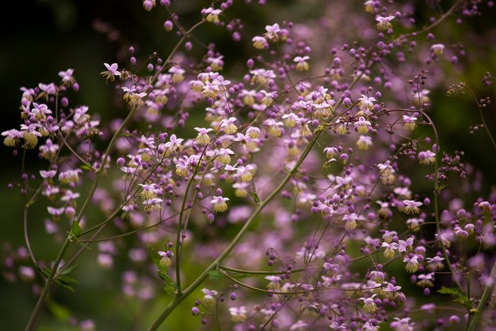 Selective focus image of
