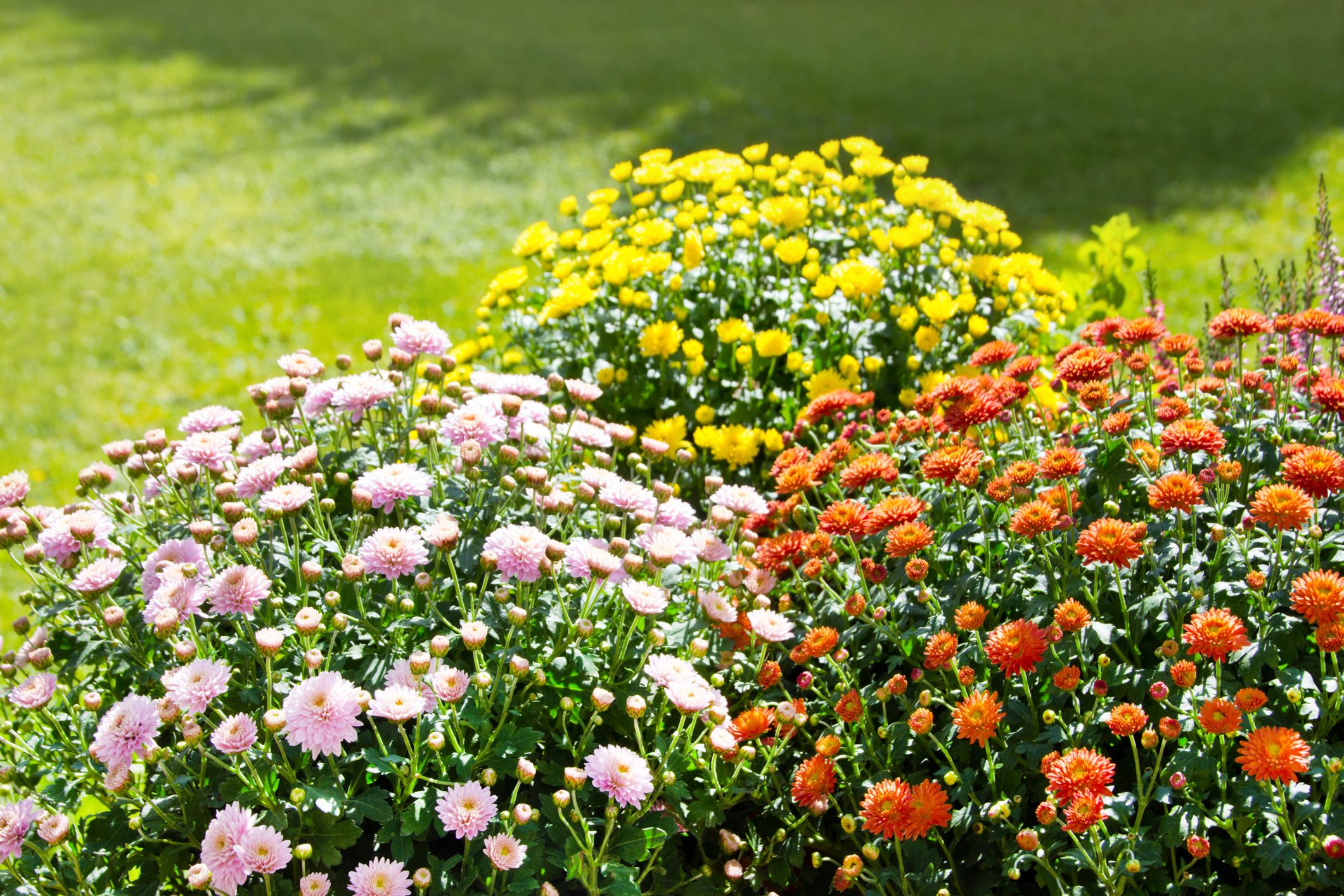 Various Chrysanthemums in the garden