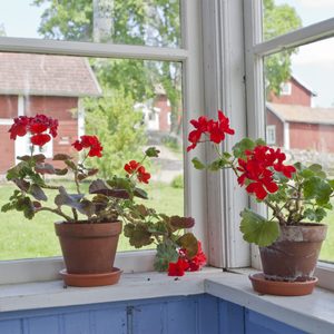 Gettyimages 1230327985 How To Overwinter Geraniums