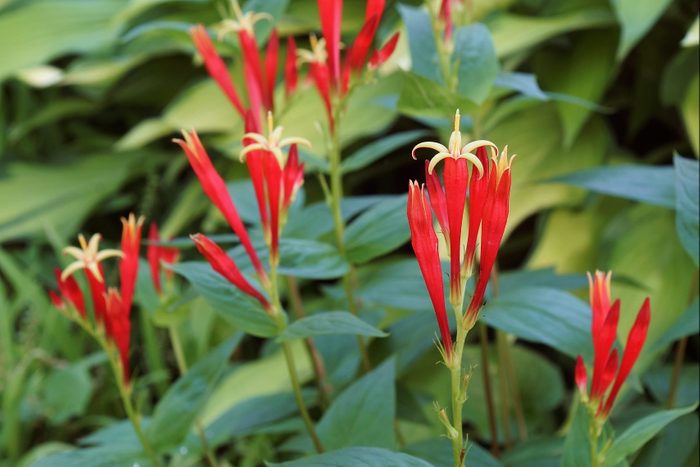 Close-up image of Indian pink flowers