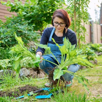 Dividing hosta bush, spring seasonal work in garden, planting flower bed in backyard.