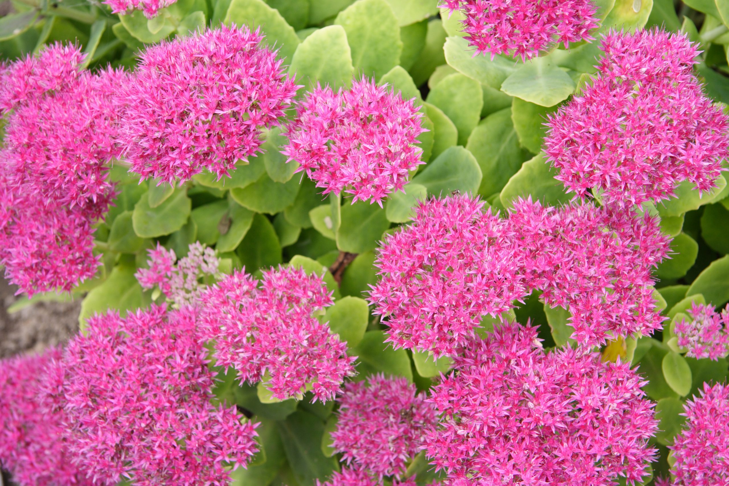 sedum plants