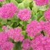 20 Best Perennials That Bloom Year After Year