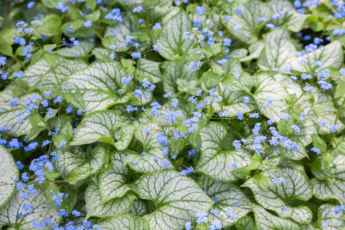 Varigated forget me nots in full bloom.
