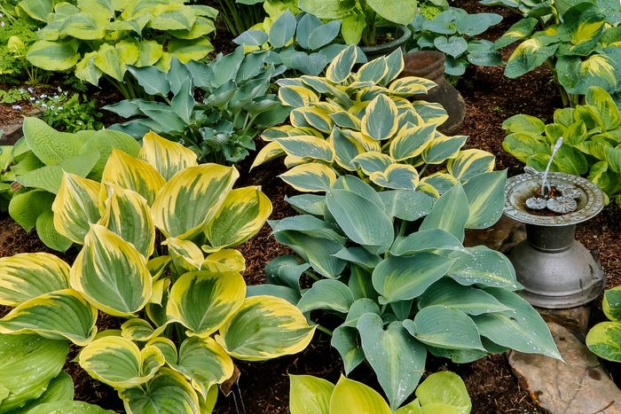 Variety of hosts plants in mulched garden