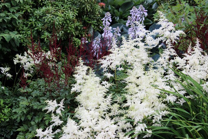 High Angle View Of Plants Growing On Field