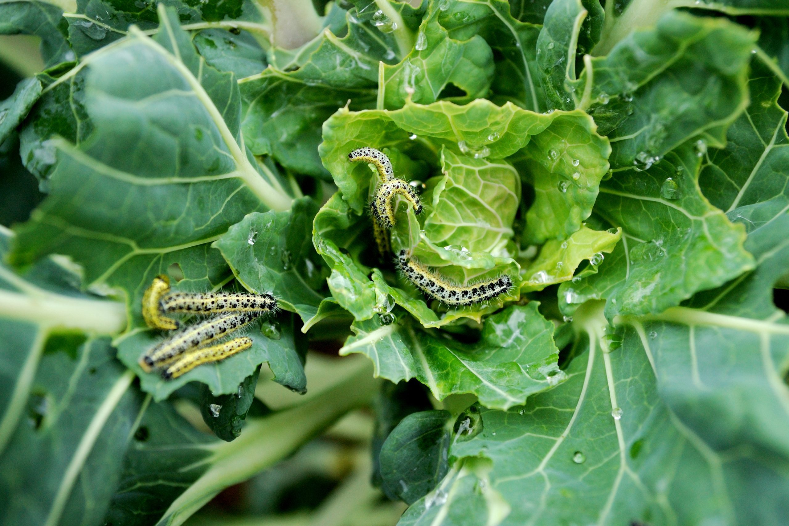 Homeowner’s Guide To Garden Pest Control