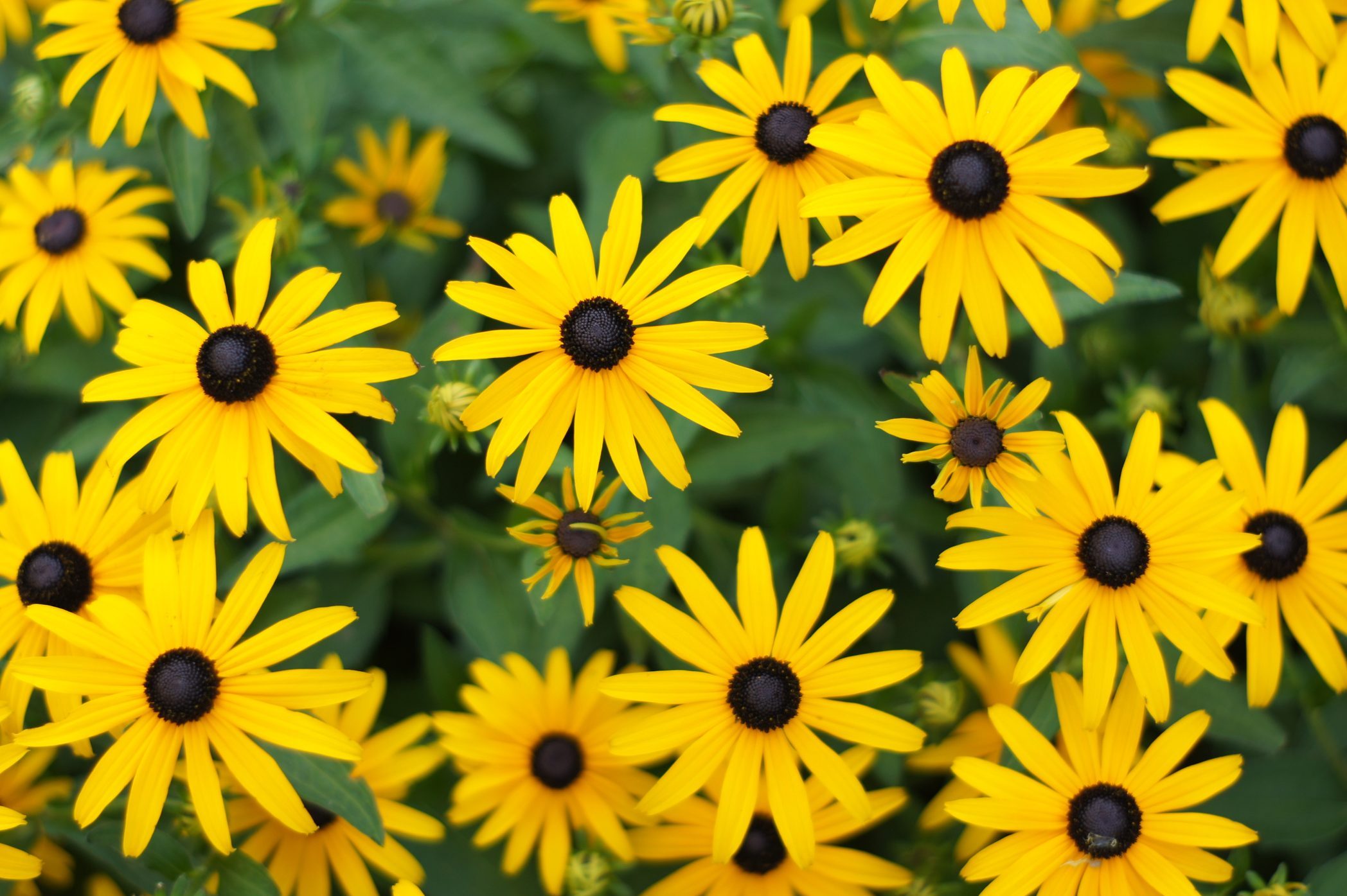 Close-Up Of Yellow Flower