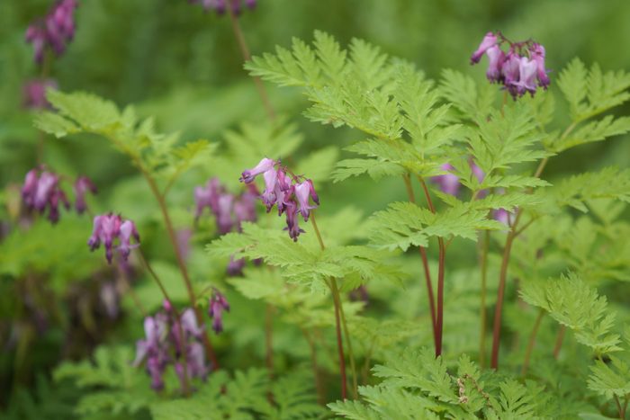 Pink bleeding heart flowers with fern like greenery