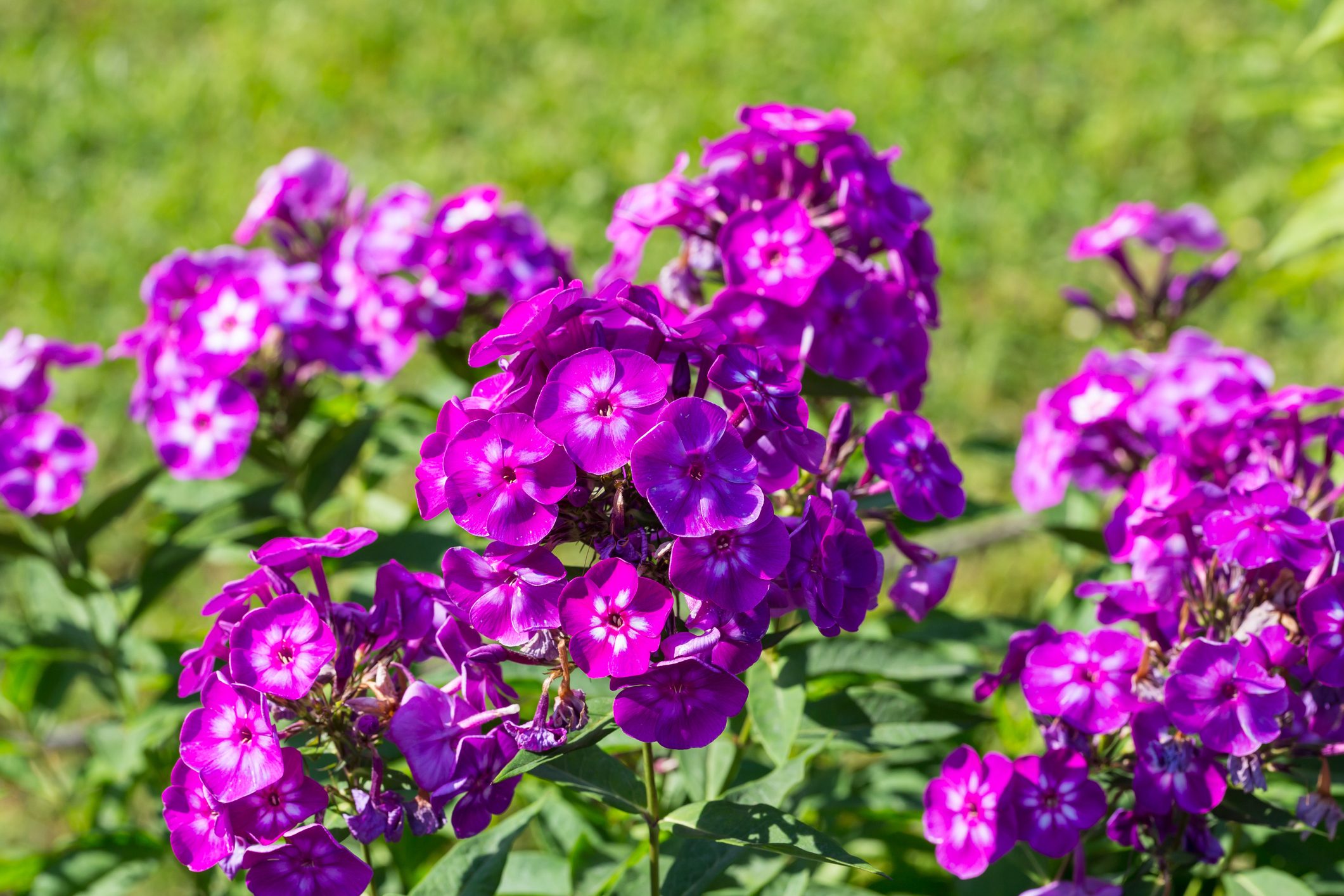 Phlox paniculata (Garden phlox) in bloom on the sunny day