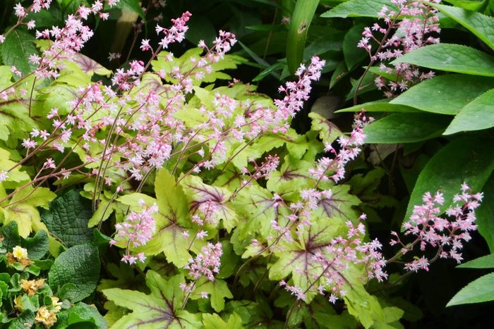 Pink Heucherella Eye Spy flowering plant in garden
