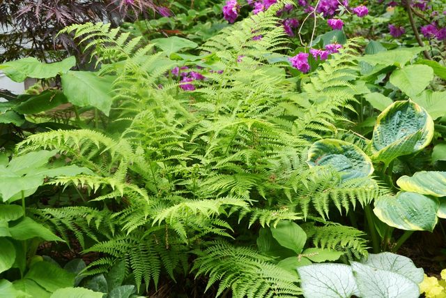 Lady Fern in garden