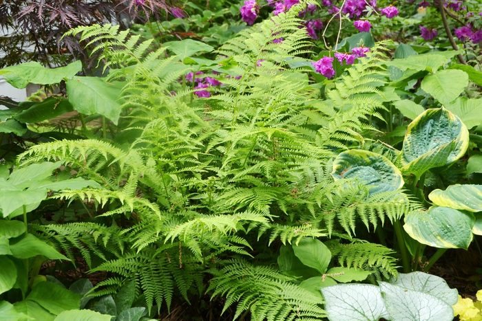 Lady Fern in garden