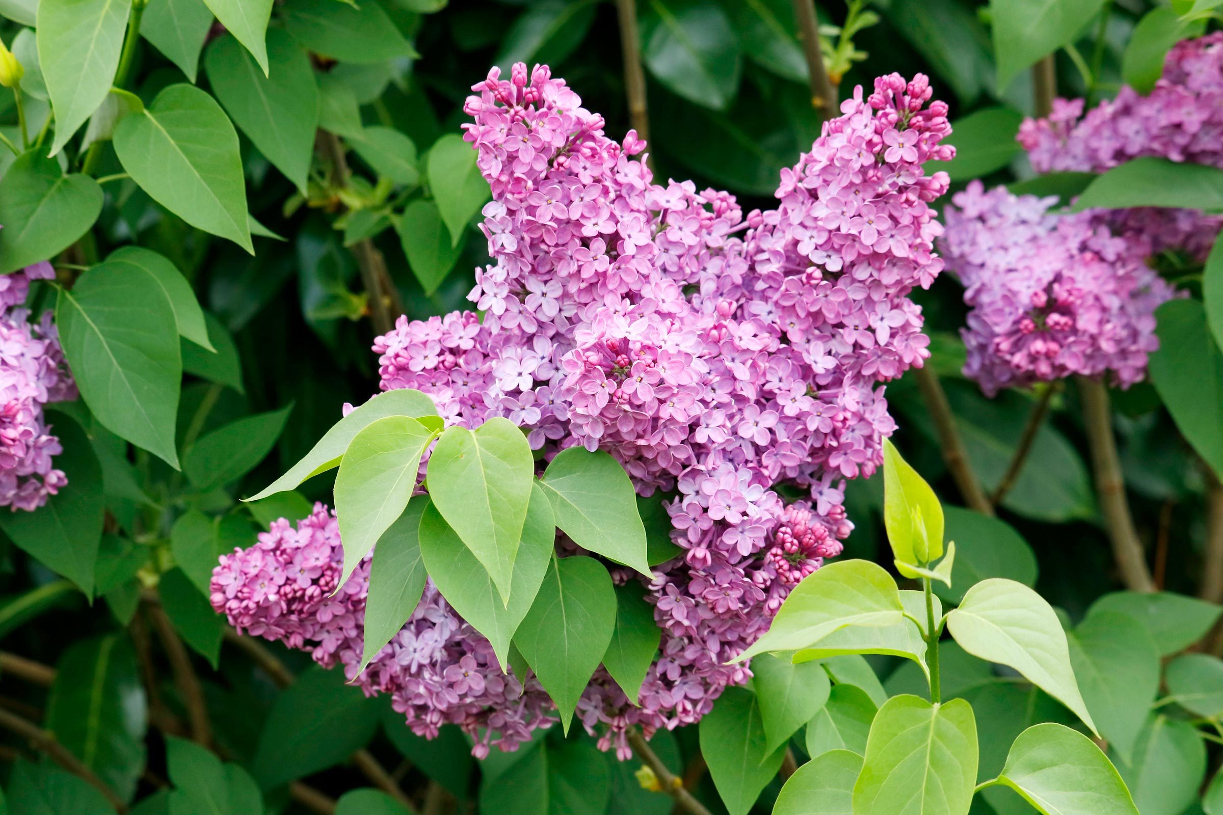 Lilac Trees vs. Lilac Bushes: What’s the Difference?