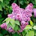 Lilac Trees vs. Lilac Bushes: What's the Difference?