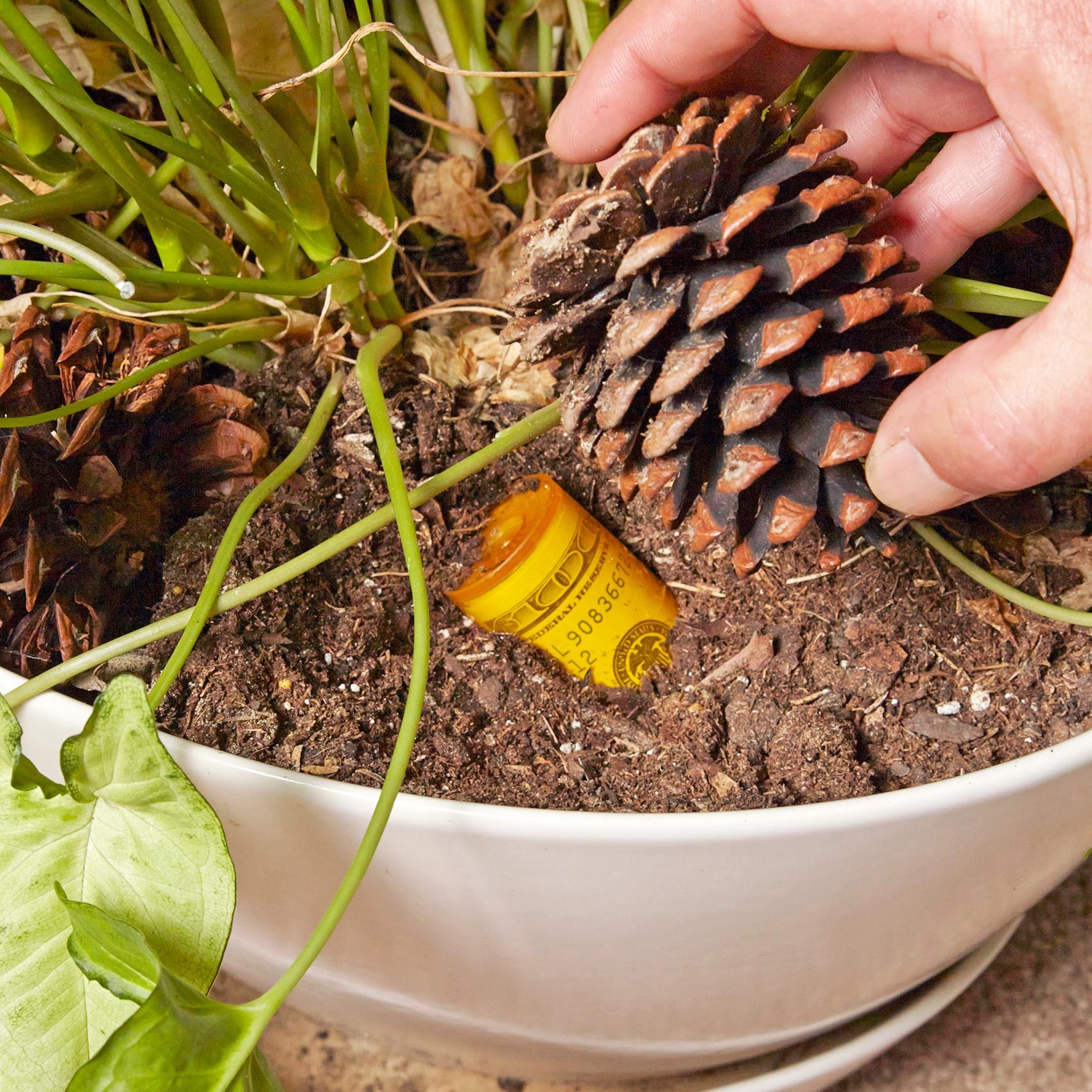 hiding money in a pill bottle buried in a potted plant 