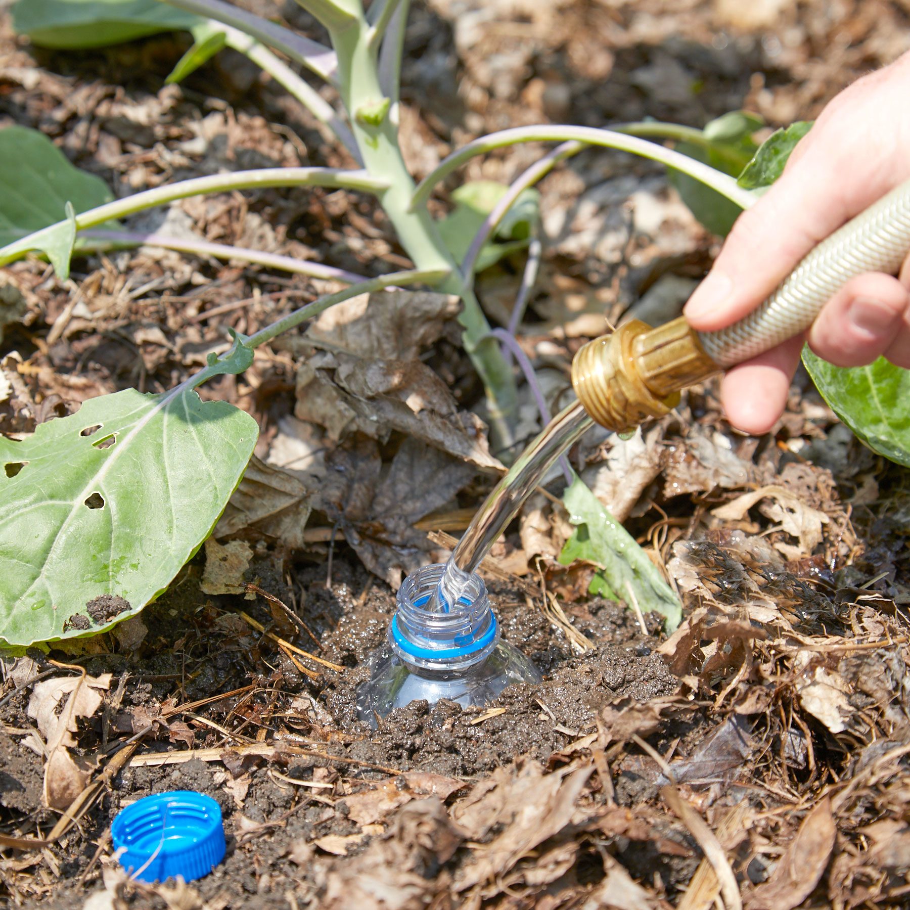 water bottle buried in the ground to water plant roots