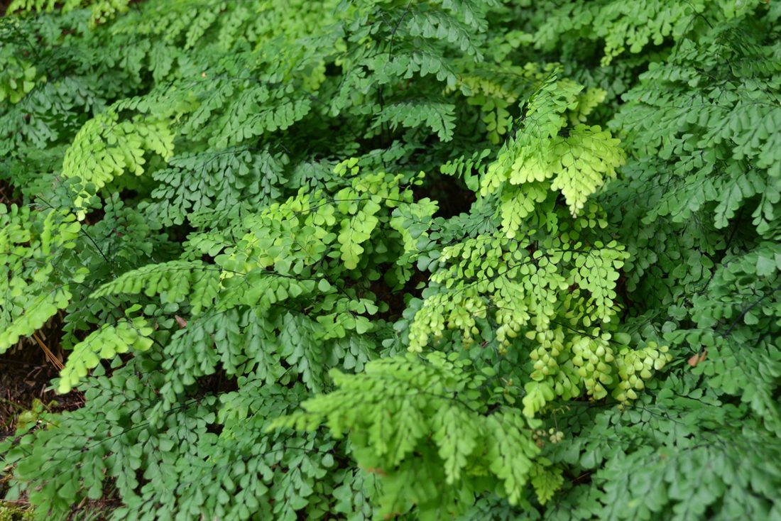 Himalayan Maidenhair Fern