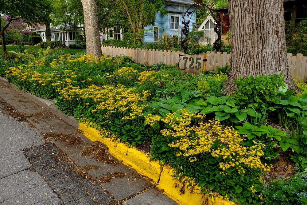 Golden Groundsel