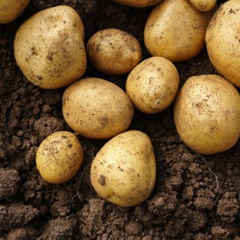 Fresh potato lying on the ground, good harvest and organic food.