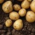 How To Grow Potatoes