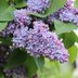 How To Grow and Care for Lilac Bushes