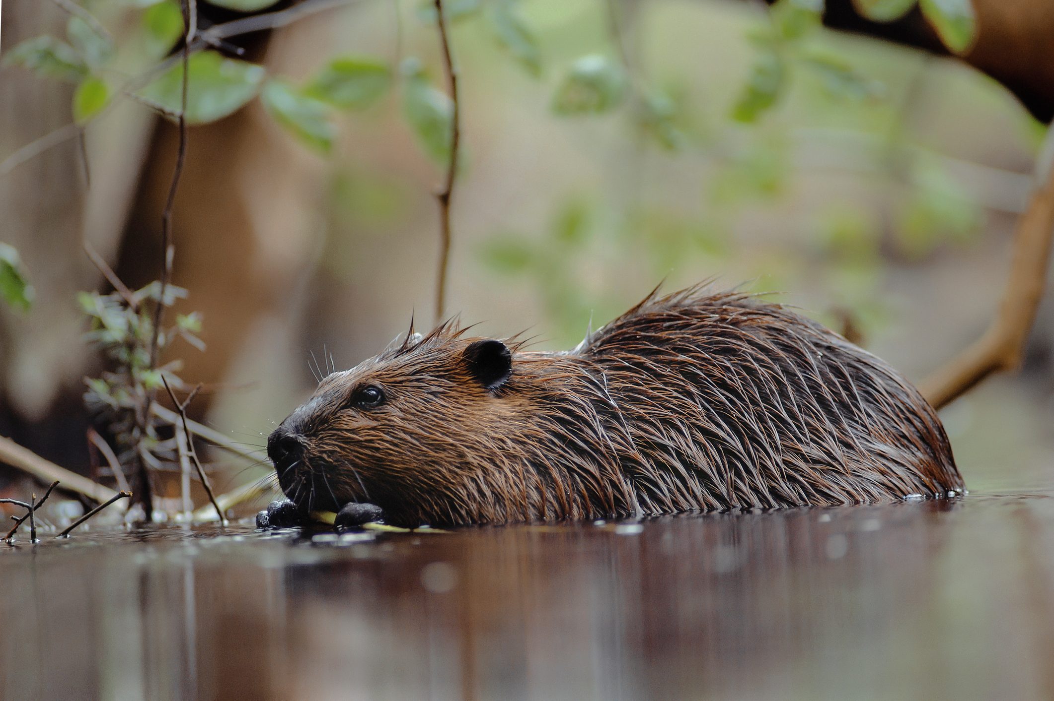 Beaver in water