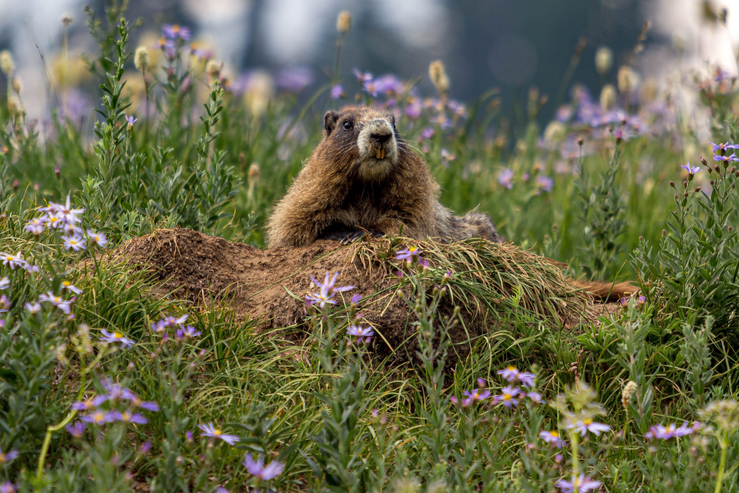 Marmot emerging from its hole amongst wildflowers in Mount Rainier National Park, Washington