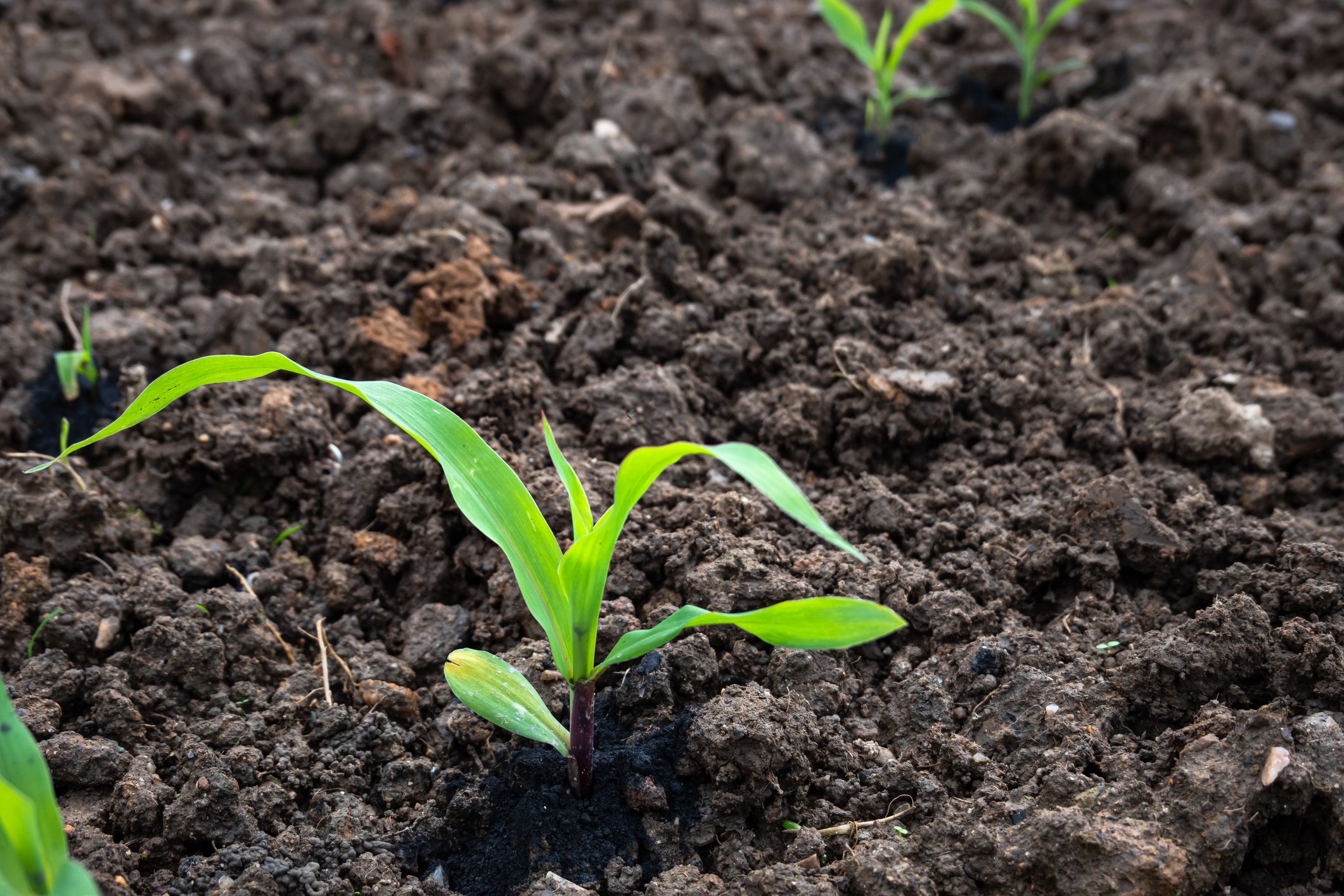 Corn sapling in the agriculture field under sunshine