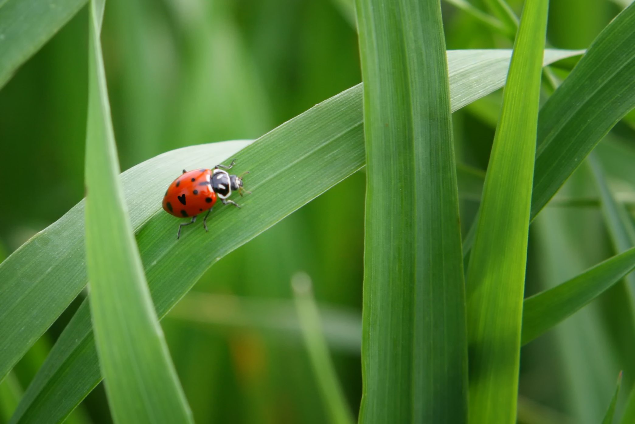 Ladybug on blade of grass