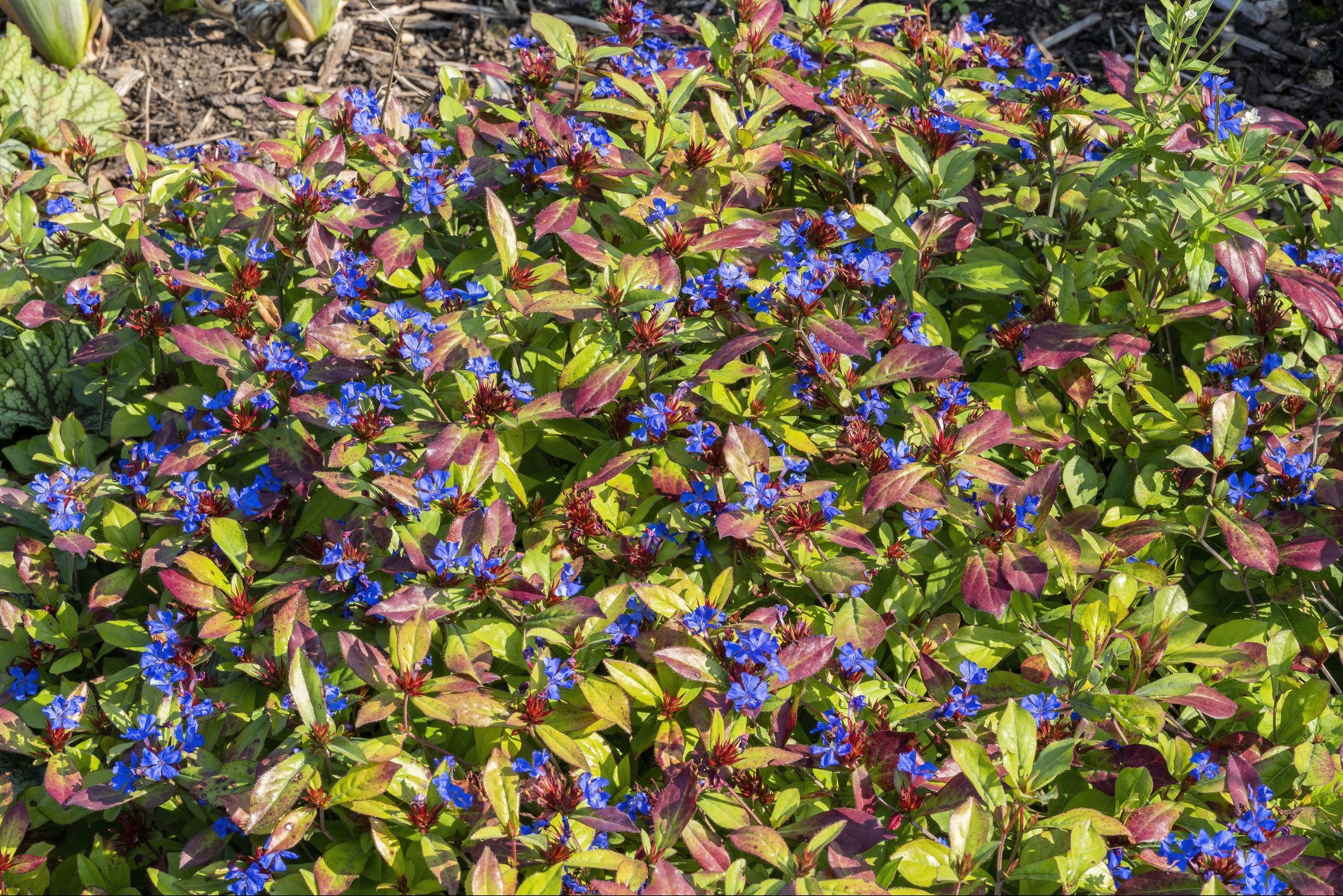 Ceratostigma plumbaginoides