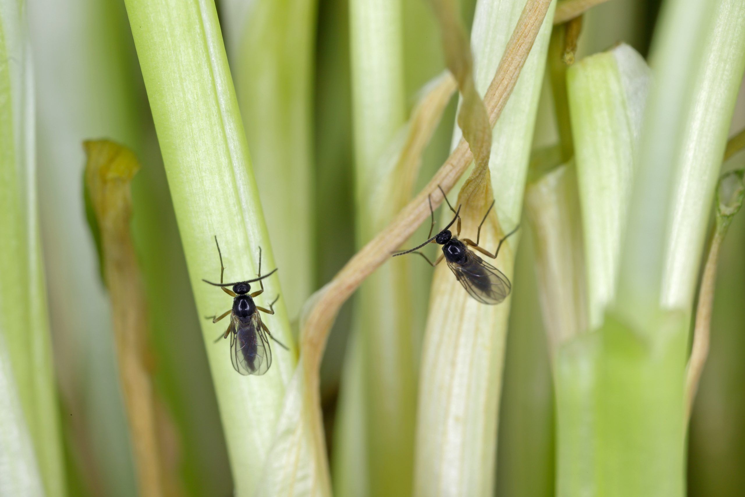 Adult of Dark-winged fungus gnat on a plant stem