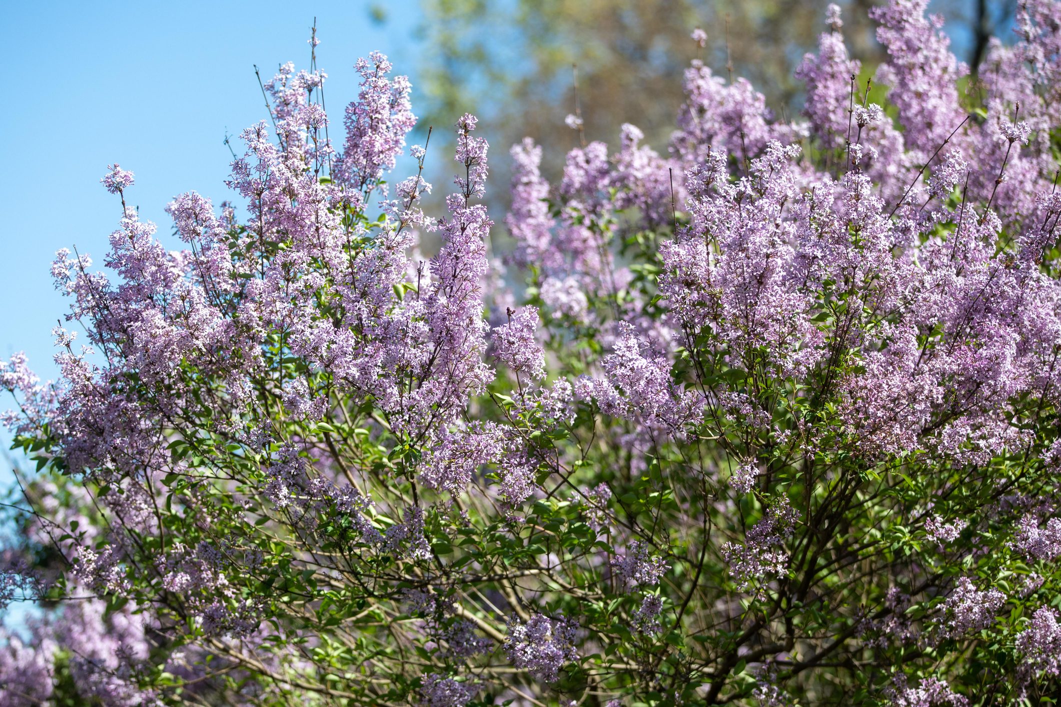 Lilacs In Bloom