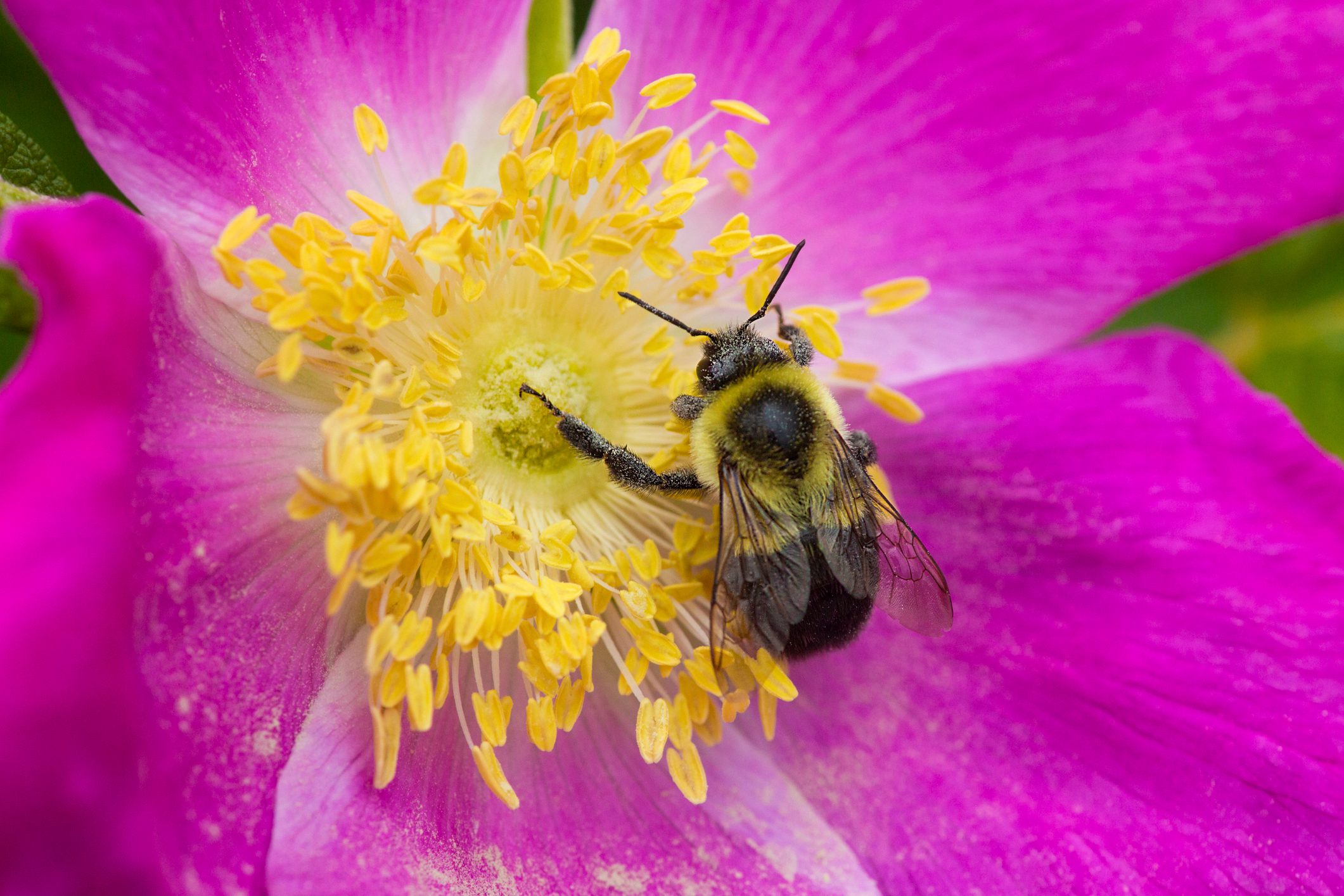 Bumble bee foraging for pollen on a pink flower