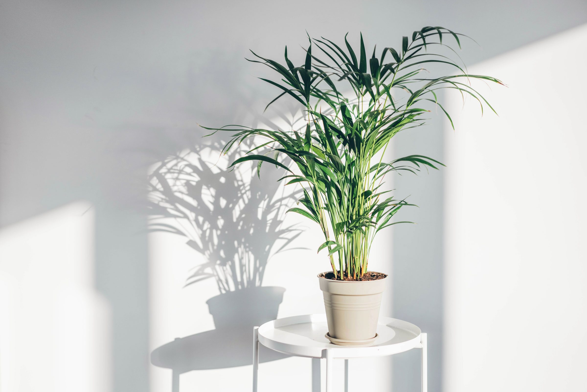 How To Quarantine Plants