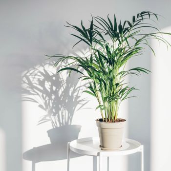 one houseplant quarantining alone on a white table