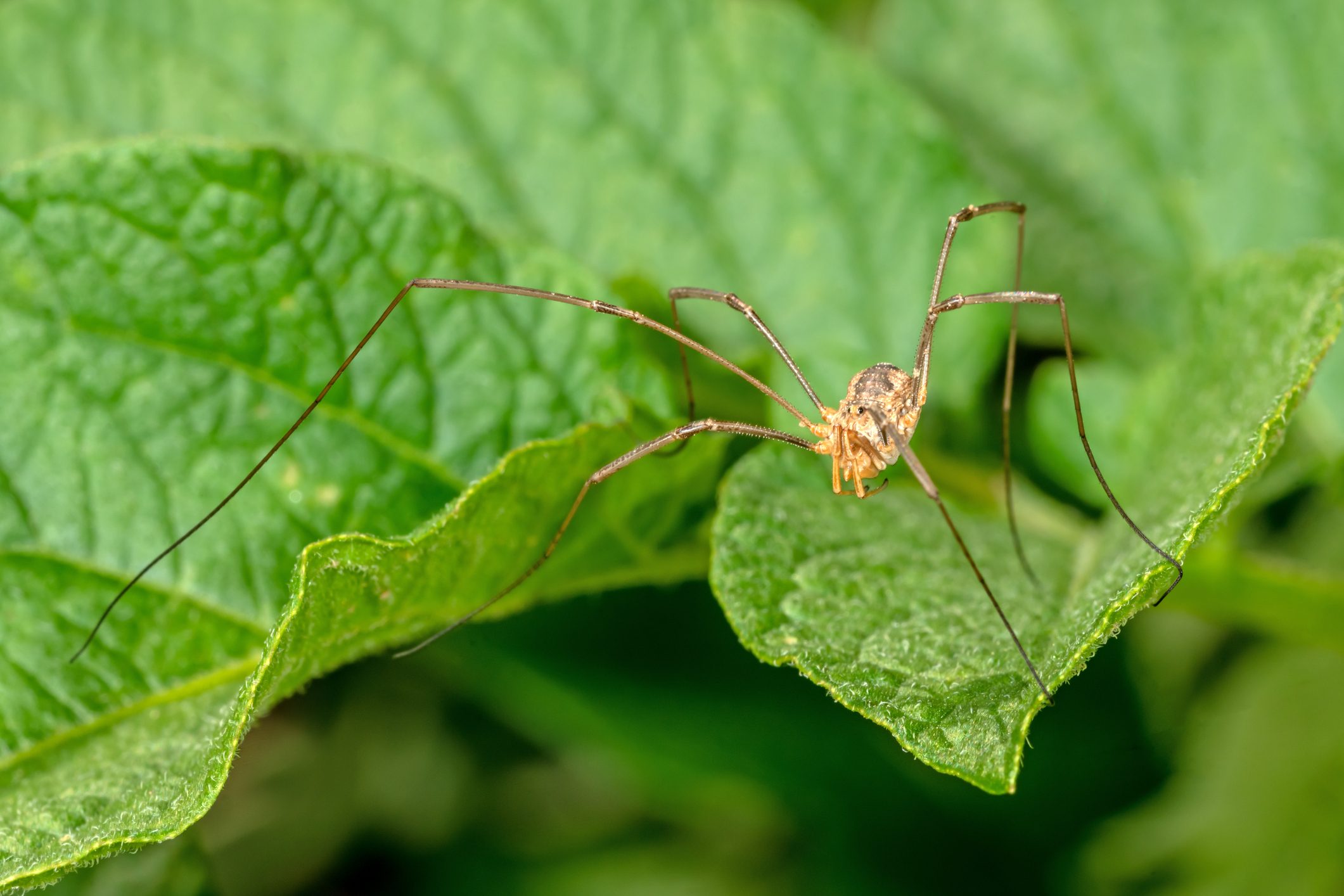 Detail shots of a harvestman spider on a leaf