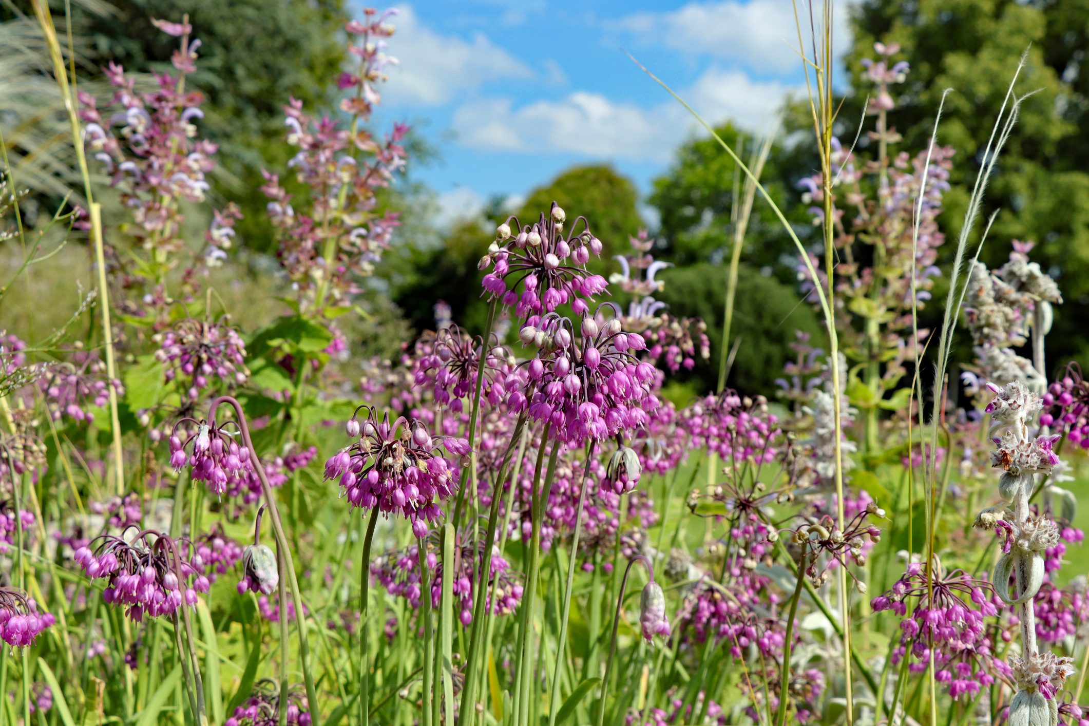 Nodding onion - Allium cernuum