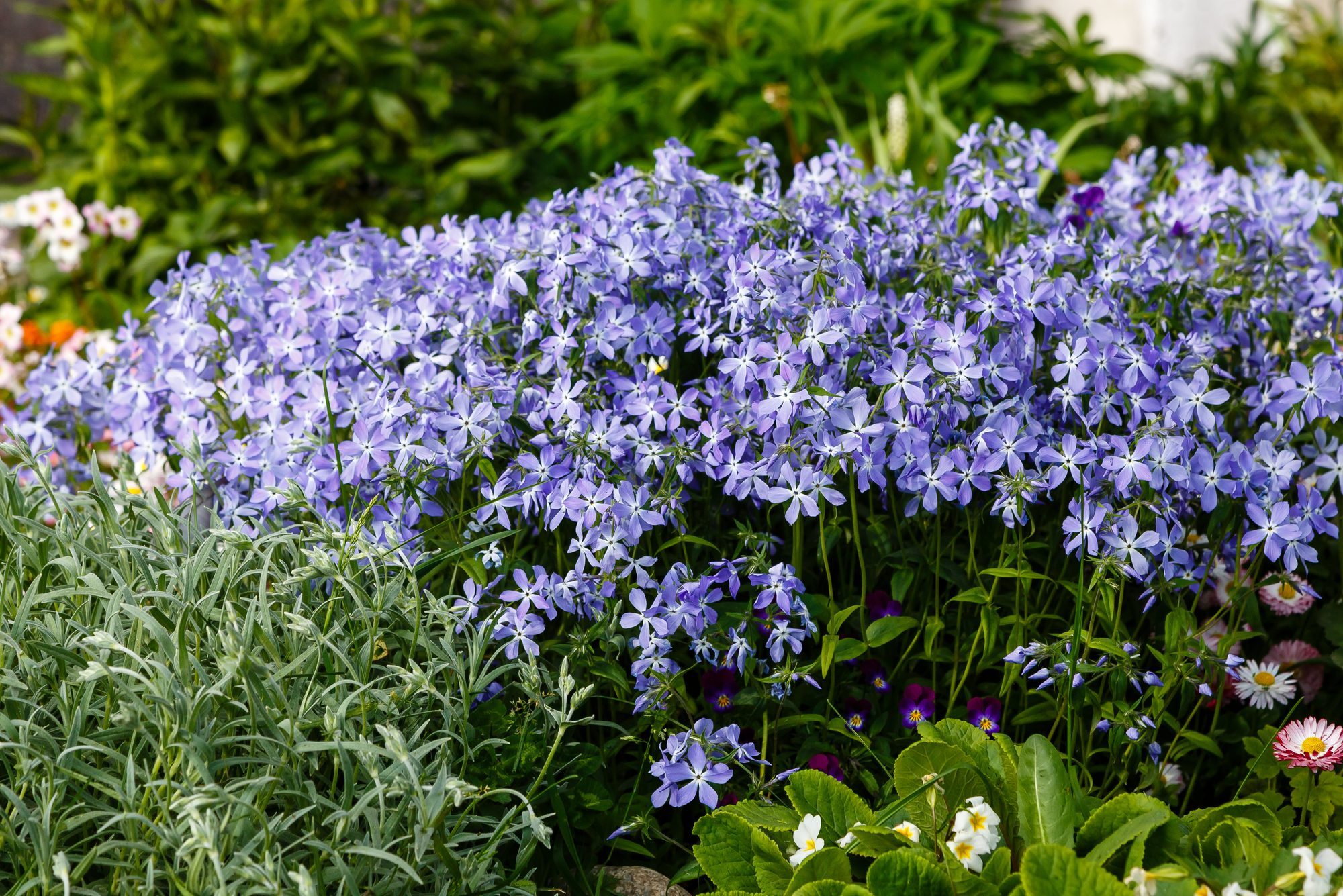 Phlox divaricata - wild sweet william - woodland phlox - wild blue phlox