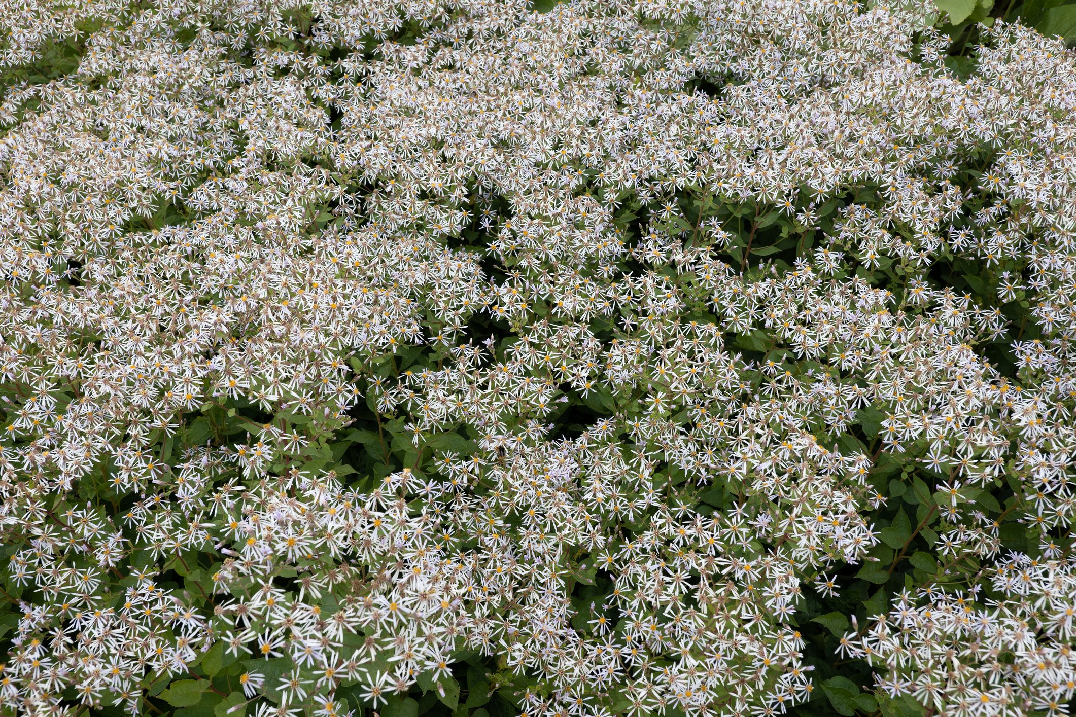 White Wood Aster Flowers Eurybia Divaricata