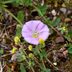 What Is Bindweed and How Do I Get Rid of It?