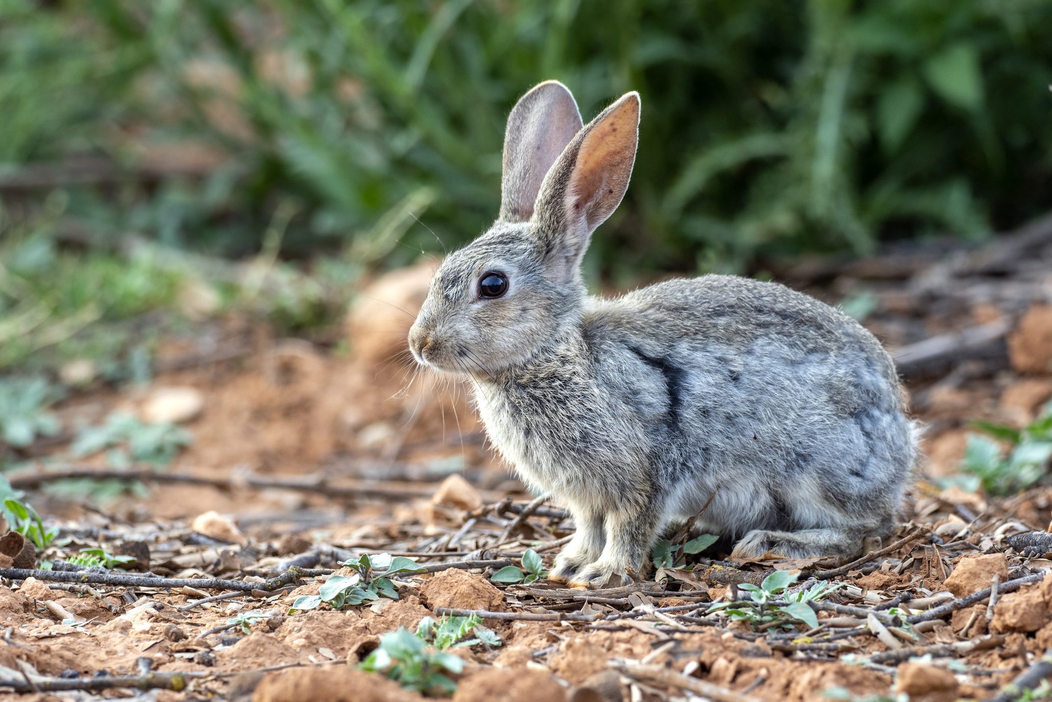 Rabbit next to his burrow hole in the field