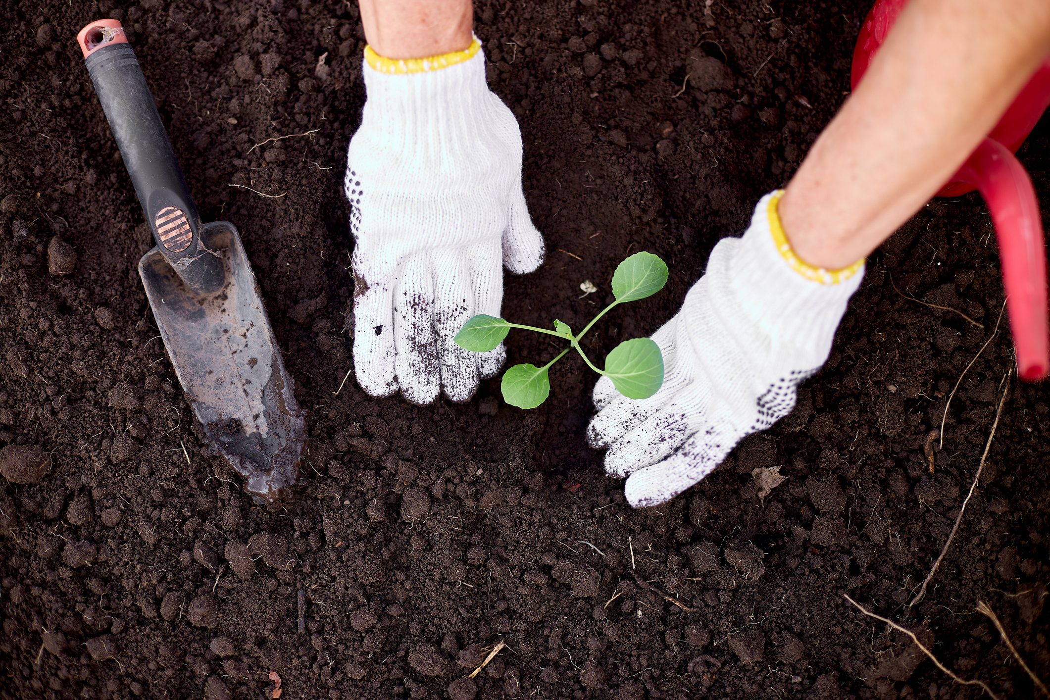 What the Color of Your Garden Soil Means