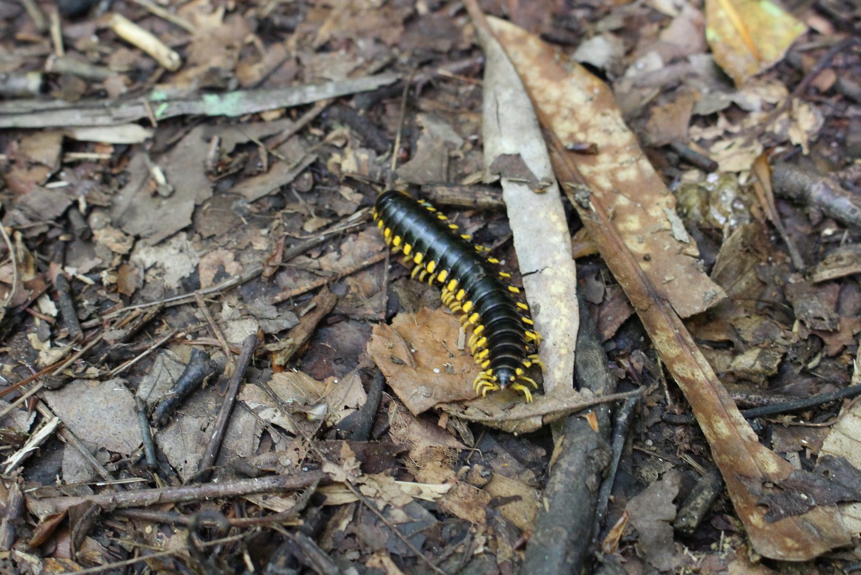 Millipede on leafy ground