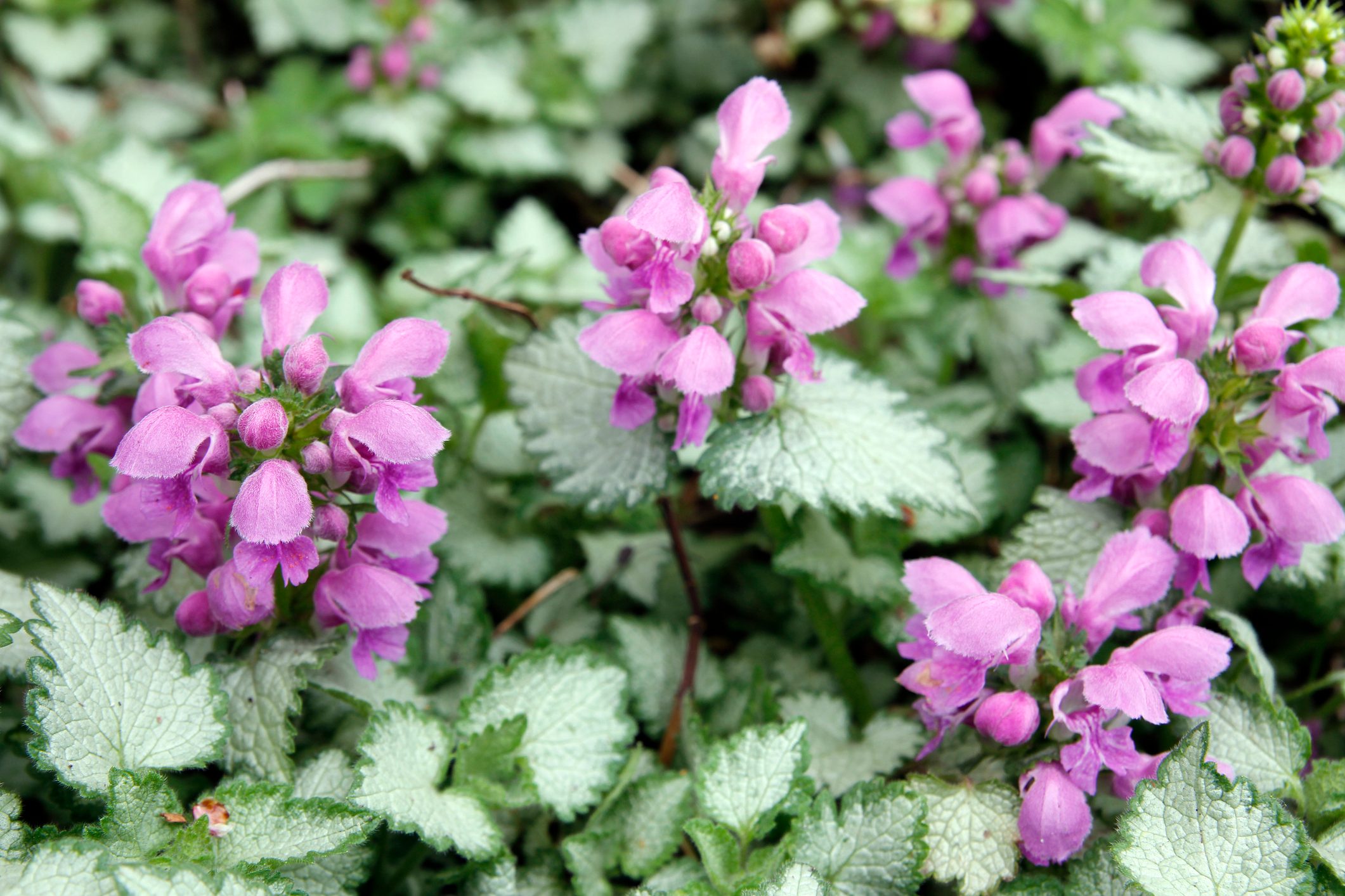 Lamium