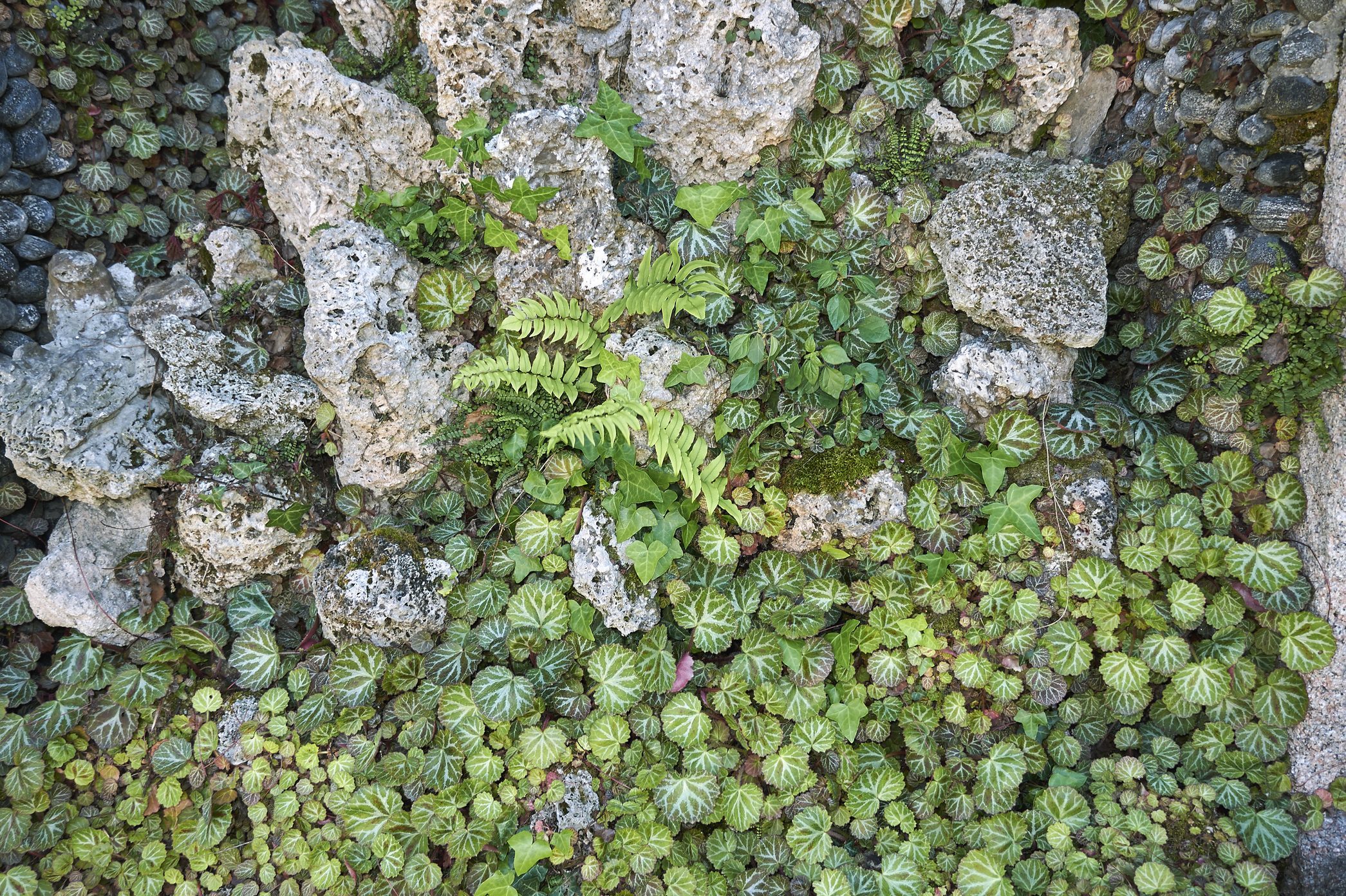 Saxifraga stolonifera