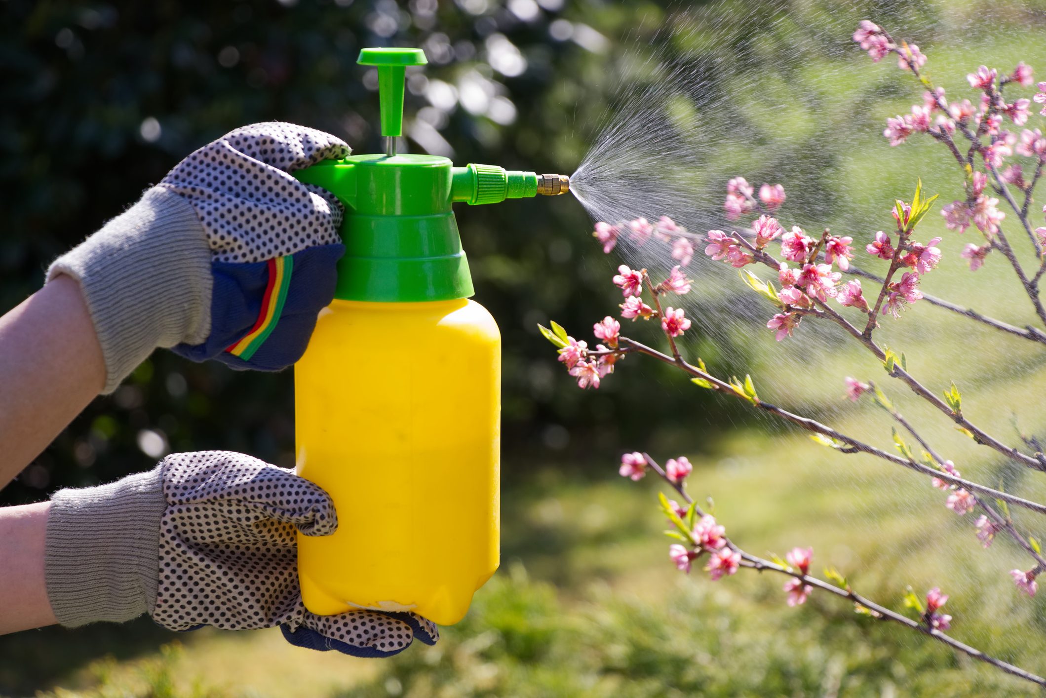 How To Make and Use Insecticidal Soap